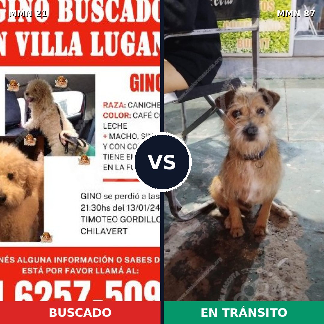Comparativa MMS 1093: mascota perdida y mascota encontrada, 32% de similitud