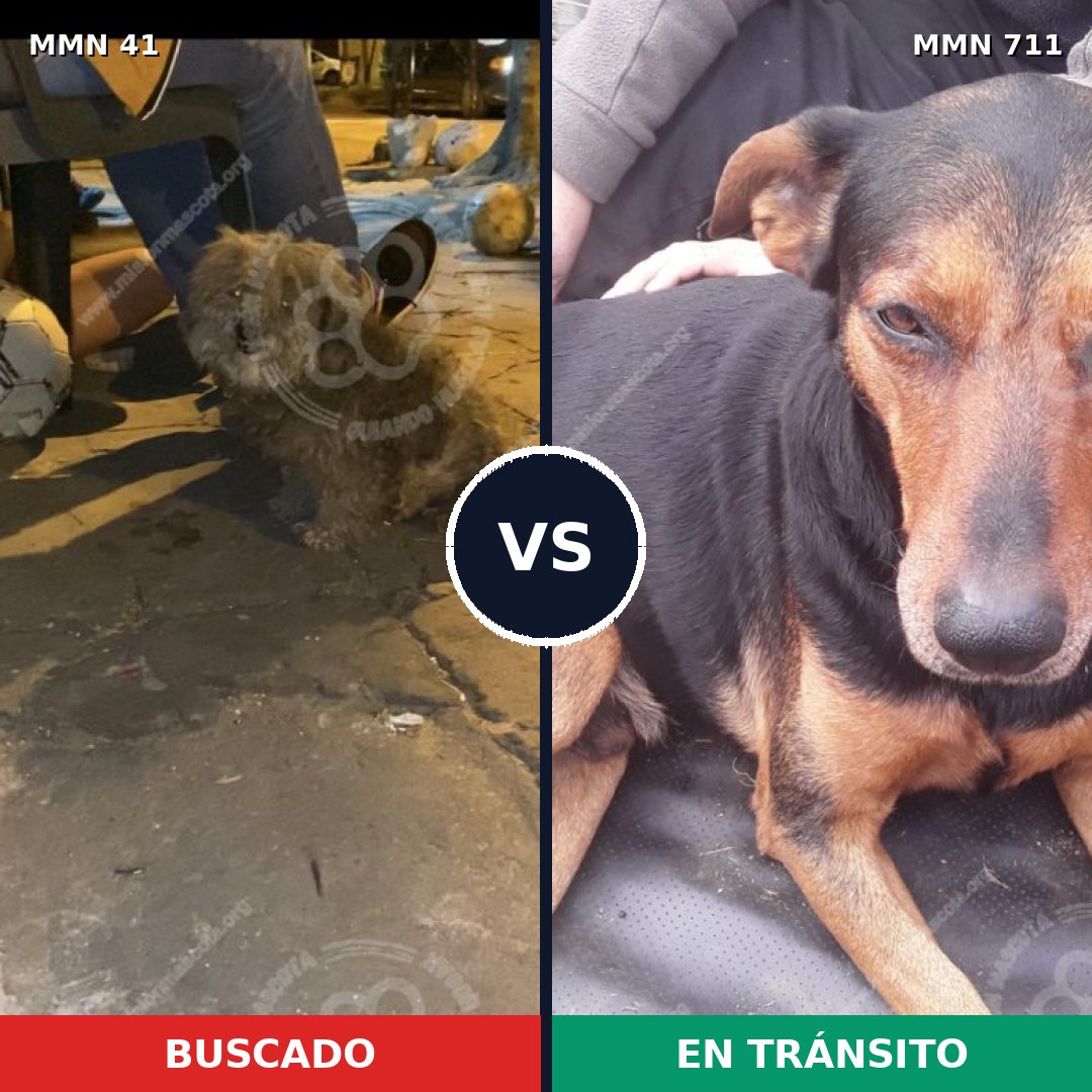 Comparativa MMS 10930: mascota perdida y mascota encontrada, 39% de similitud