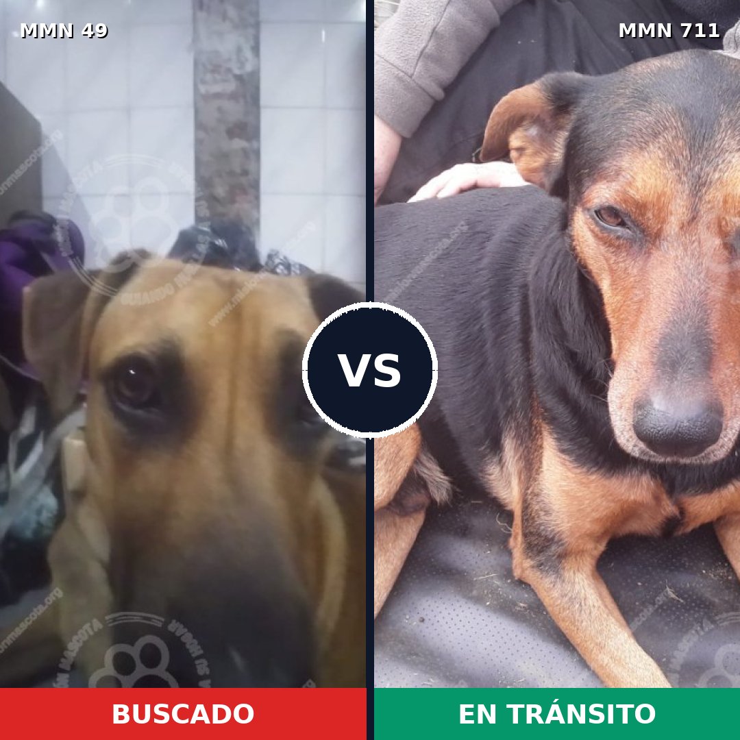 Comparativa MMS 10931: mascota perdida y mascota encontrada, 70% de similitud