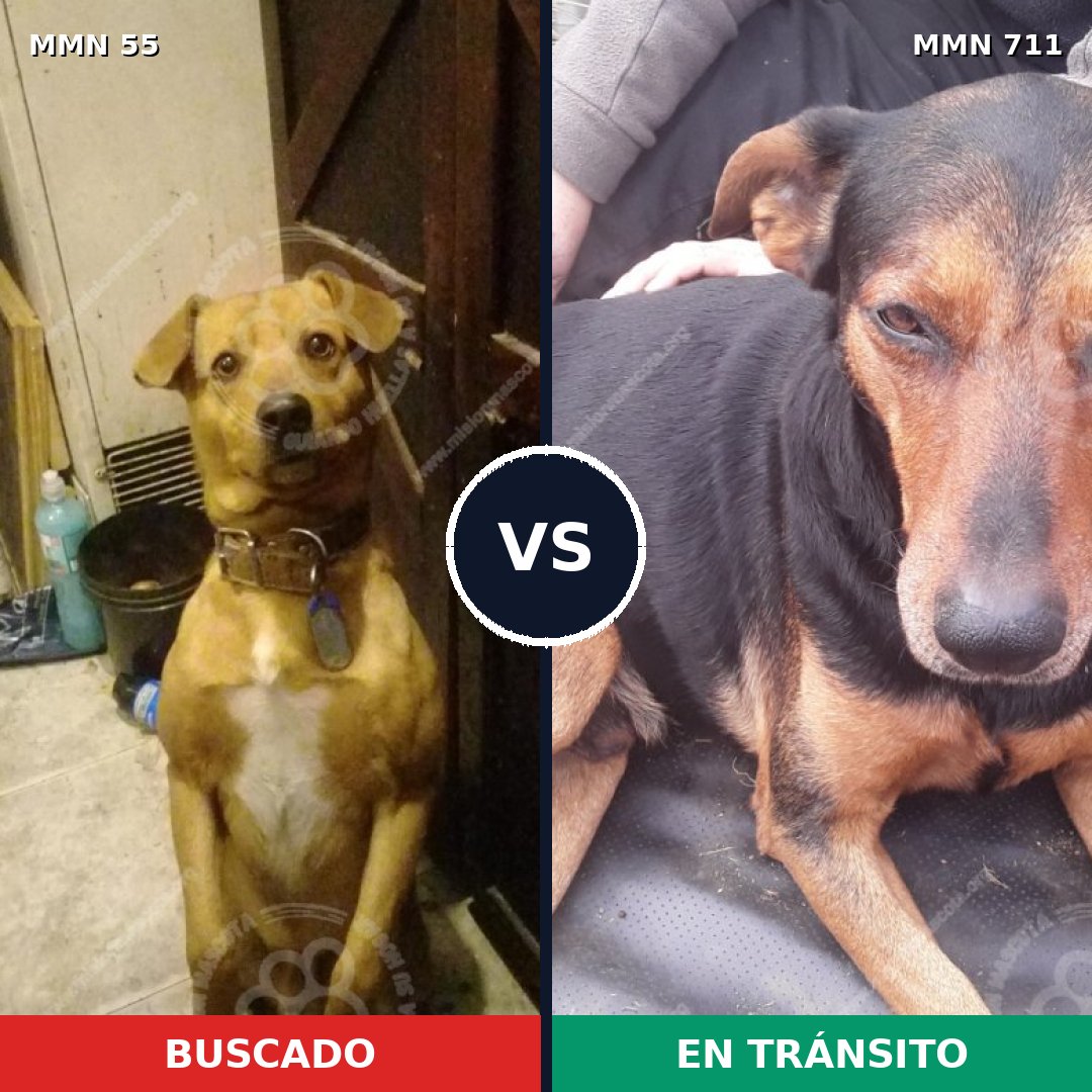 Comparativa MMS 10932: mascota perdida y mascota encontrada, 54% de similitud