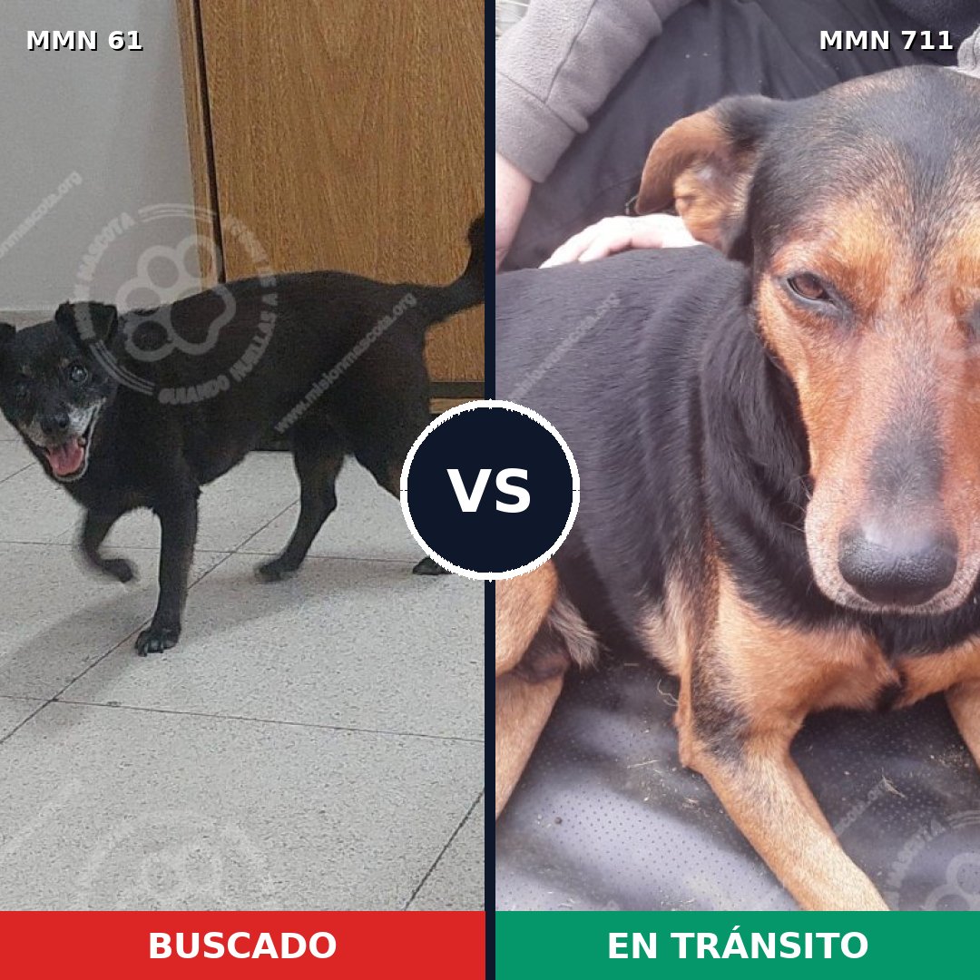 Comparativa MMS 10933: mascota perdida y mascota encontrada, 66% de similitud