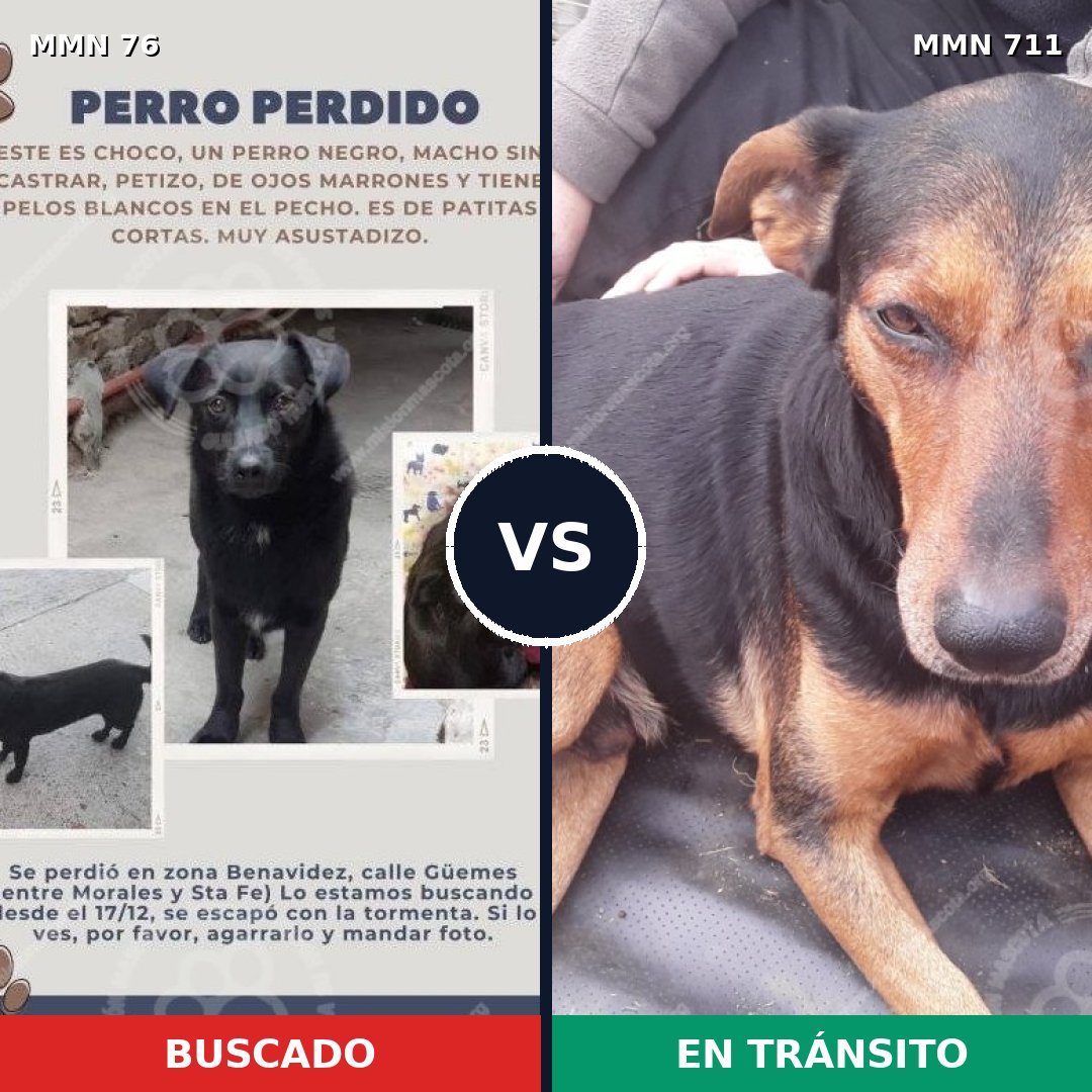 Comparativa MMS 10935: mascota perdida y mascota encontrada, 32% de similitud