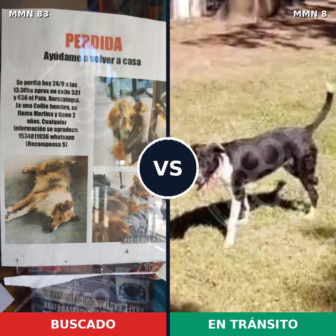 Comparativa MMS 10936: mascota perdida y mascota encontrada, 10% de similitud