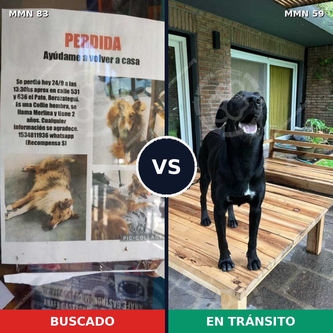 Comparativa MMS 10937: mascota perdida y mascota encontrada, 49% de similitud