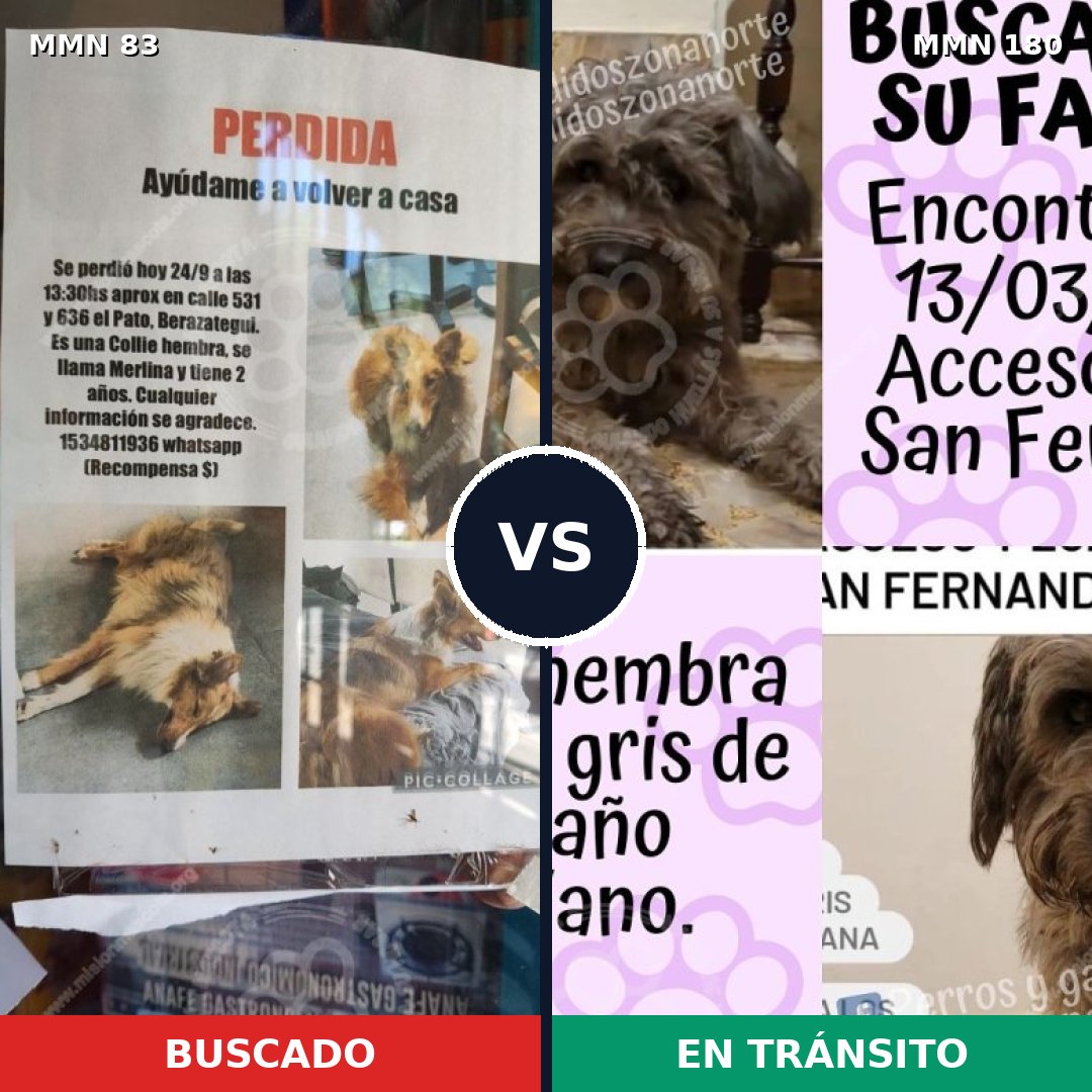 Comparativa MMS 10939: mascota perdida y mascota encontrada, 8% de similitud