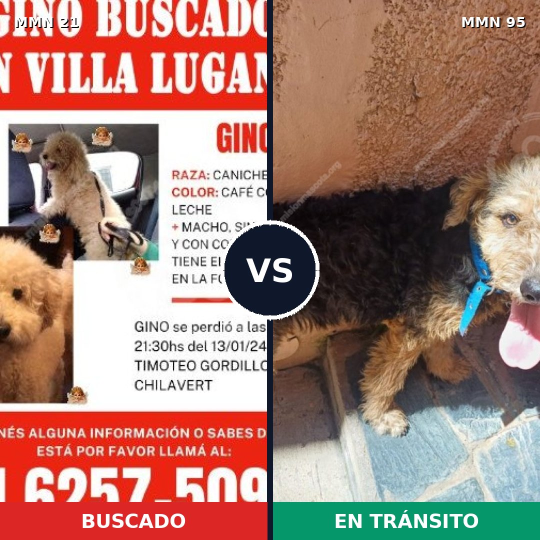 Comparativa MMS 1094: mascota perdida y mascota encontrada, 30% de similitud
