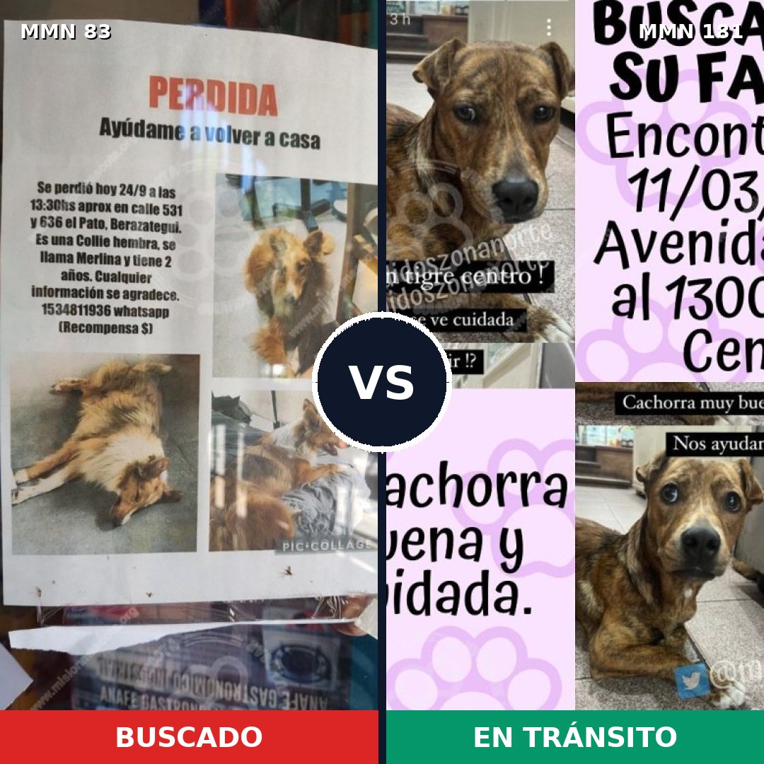 Comparativa MMS 10940: mascota perdida y mascota encontrada, 30% de similitud