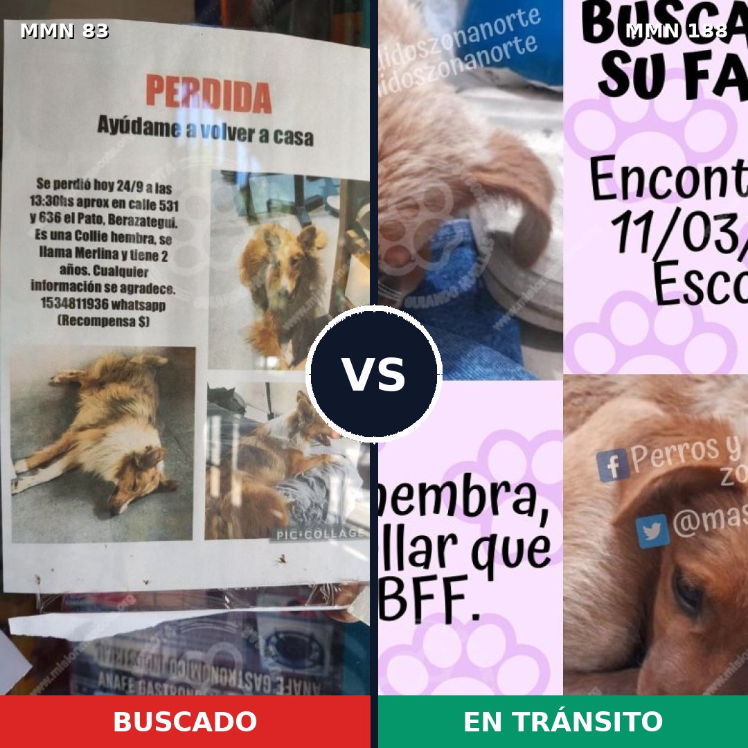 Comparativa MMS 10941: mascota perdida y mascota encontrada, 21% de similitud