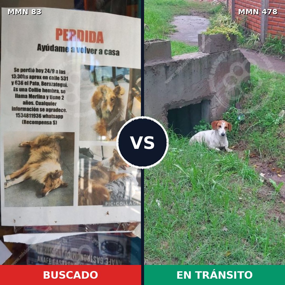 Comparativa MMS 10942: mascota perdida y mascota encontrada, 21% de similitud