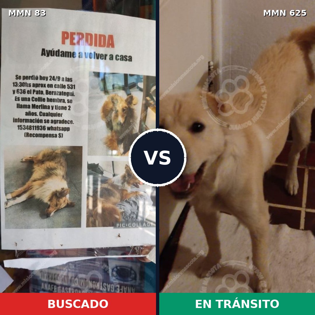 Comparativa MMS 10943: mascota perdida y mascota encontrada, 8% de similitud