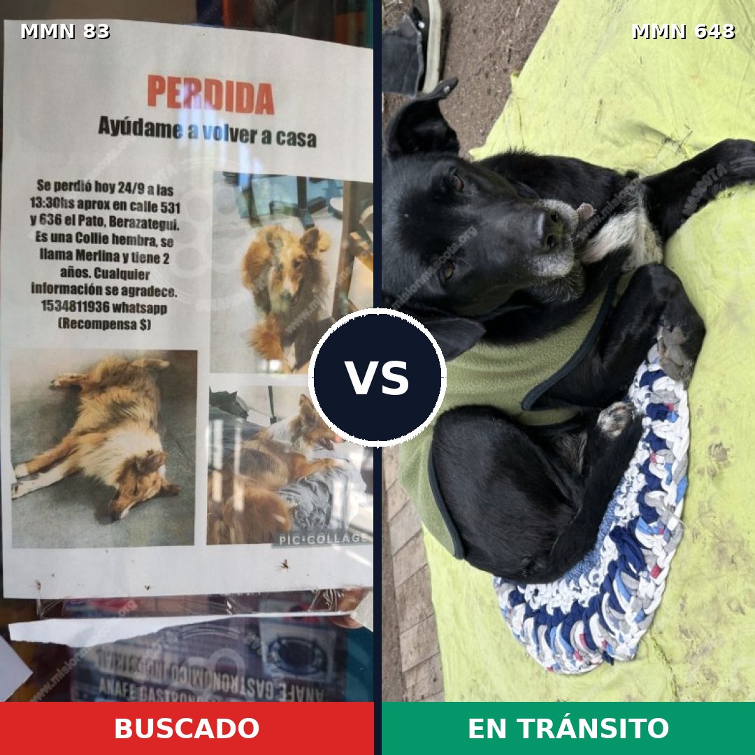 Comparativa MMS 10944: mascota perdida y mascota encontrada, 10% de similitud
