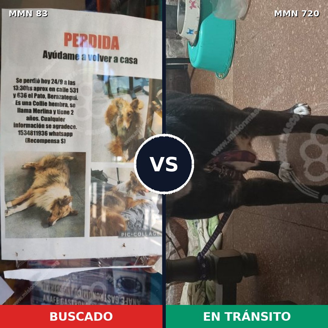Comparativa MMS 10945: mascota perdida y mascota encontrada, 8% de similitud
