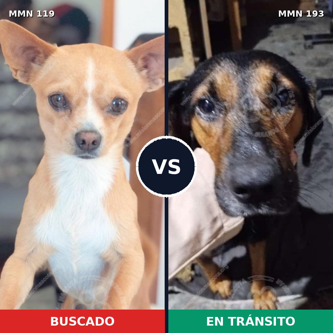 Comparativa MMS 10948: mascota perdida y mascota encontrada, 10% de similitud