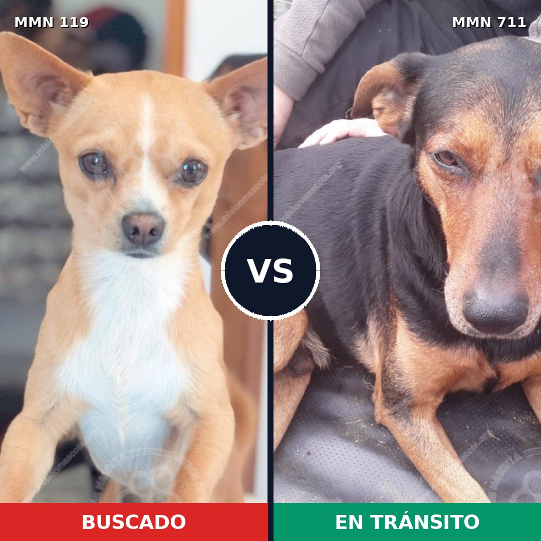 Comparativa MMS 10949: mascota perdida y mascota encontrada, 7% de similitud