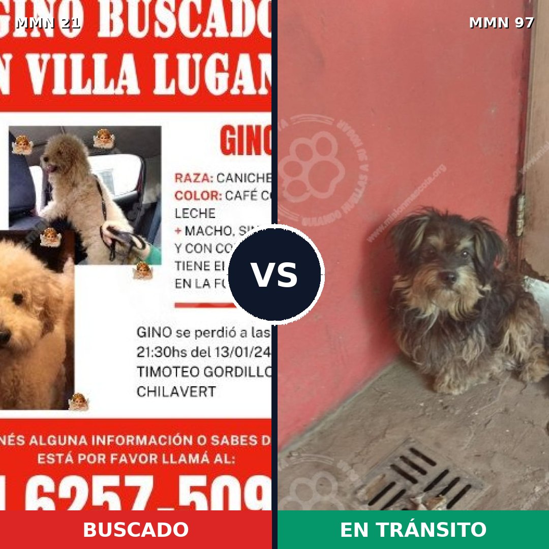 Comparativa MMS 1095: mascota perdida y mascota encontrada, 43% de similitud