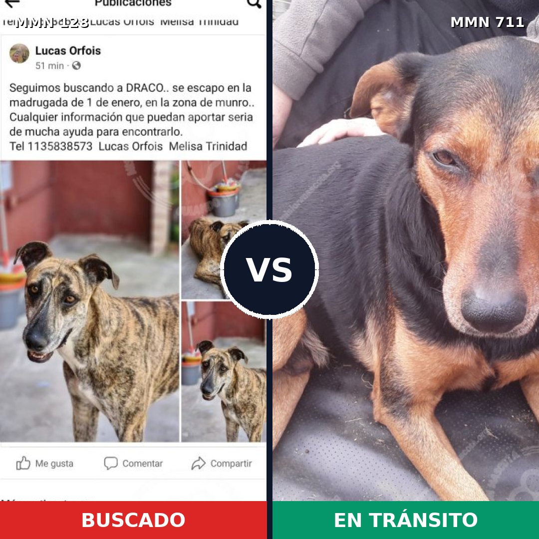Comparativa MMS 10950: mascota perdida y mascota encontrada, 70% de similitud