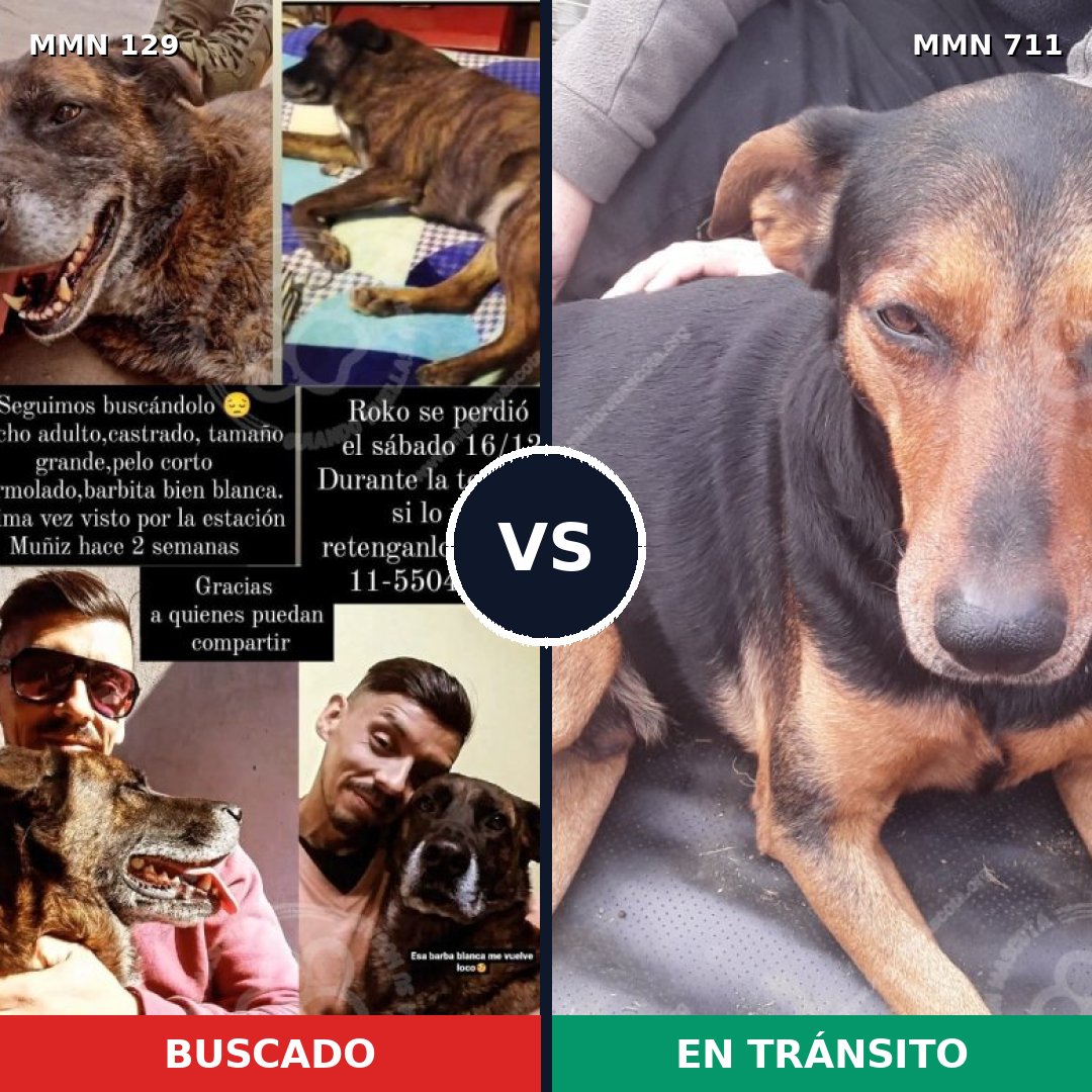 Comparativa MMS 10951: mascota perdida y mascota encontrada, 63% de similitud