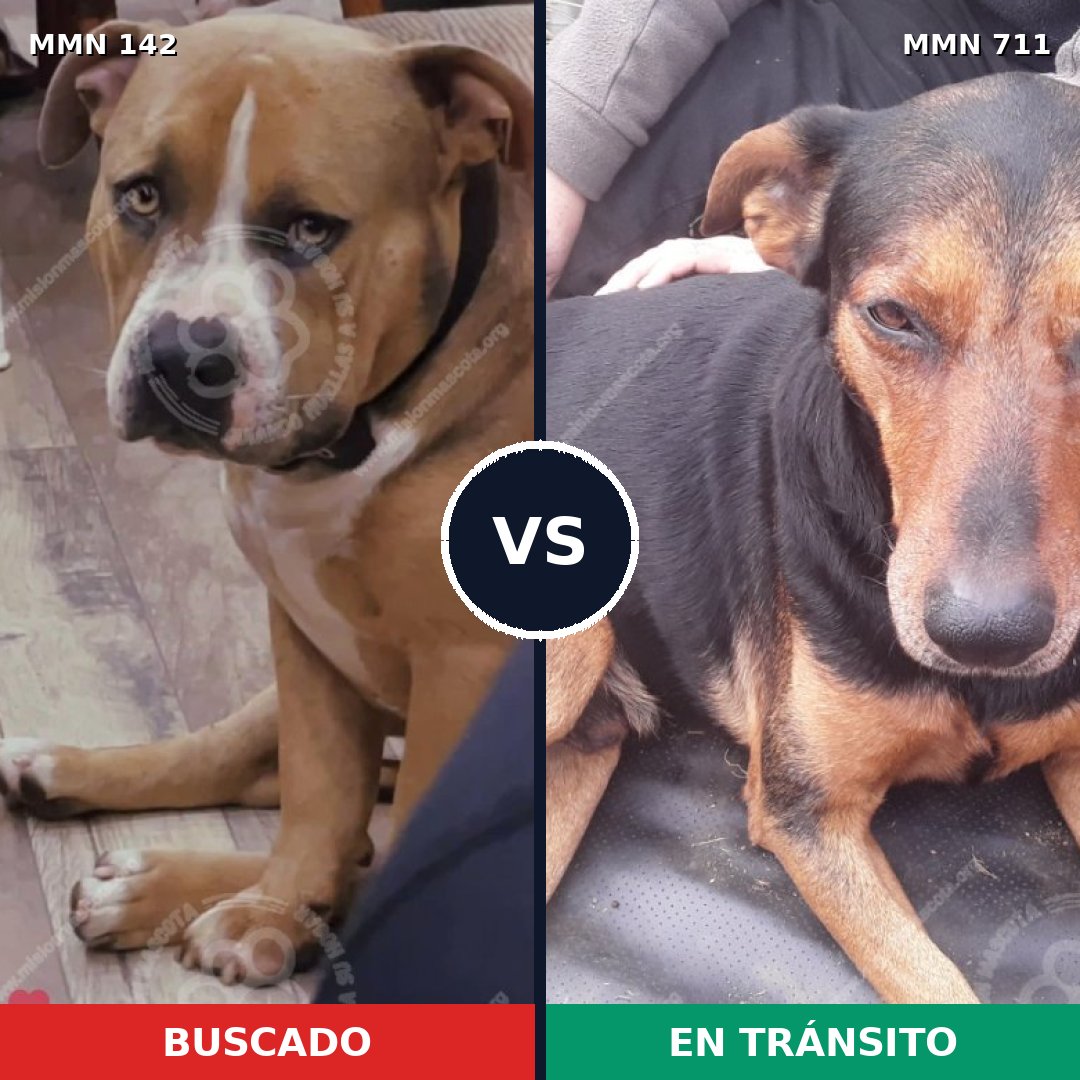 Comparativa MMS 10952: mascota perdida y mascota encontrada, 65% de similitud