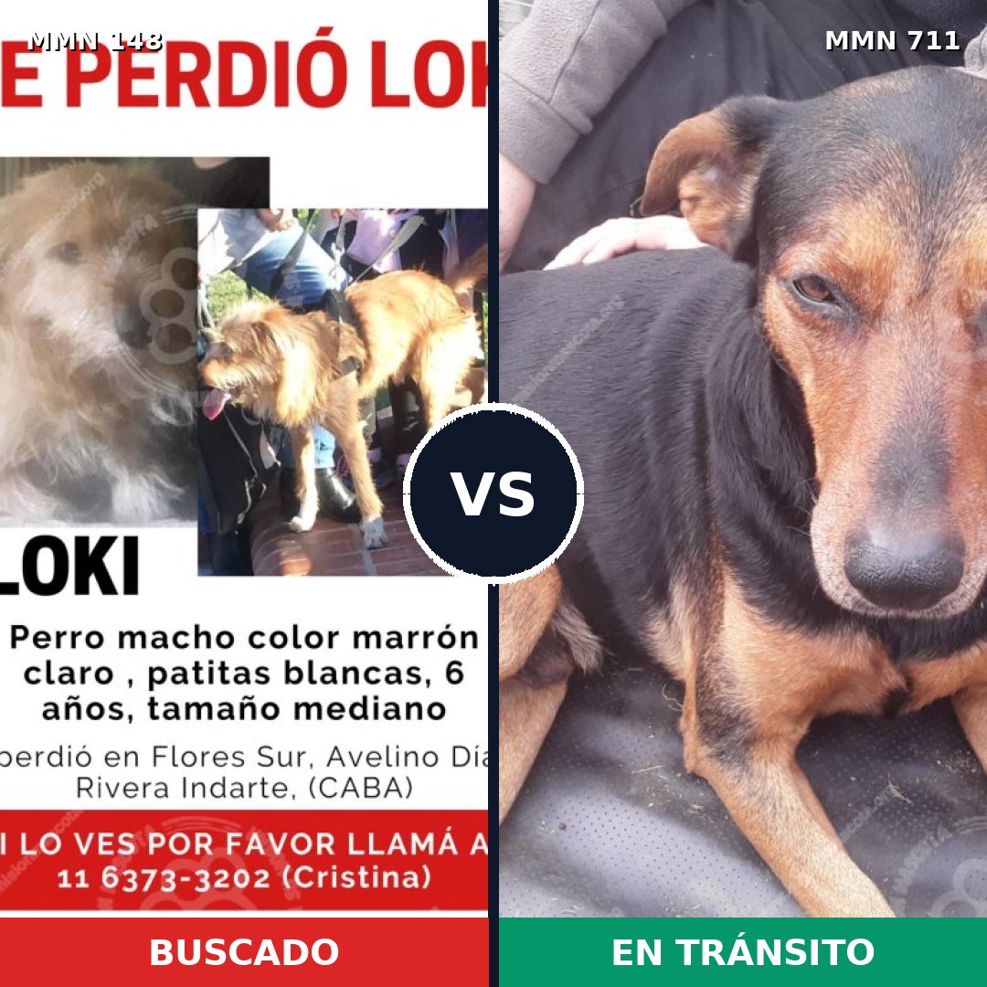 Comparativa MMS 10953: mascota perdida y mascota encontrada, 3% de similitud