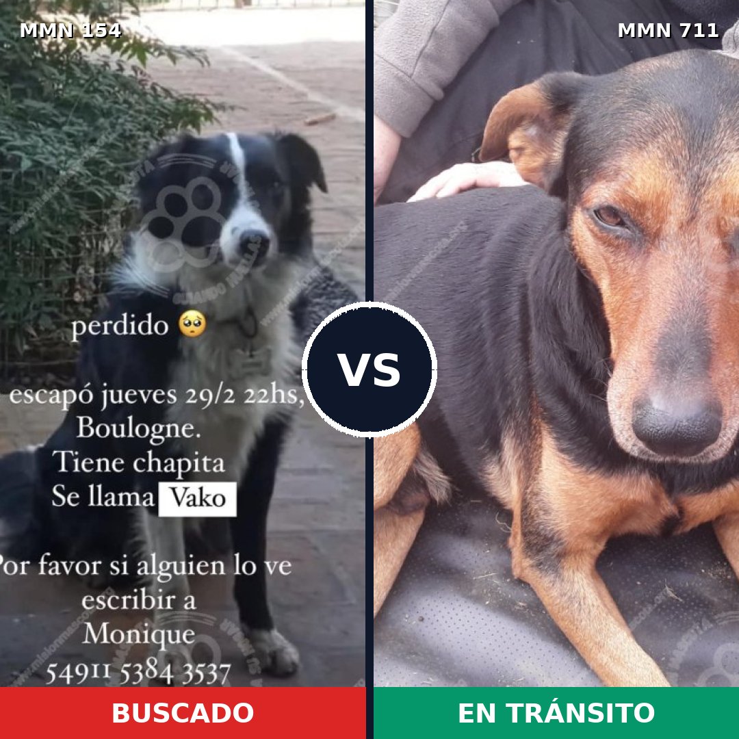 Comparativa MMS 10954: mascota perdida y mascota encontrada, 22% de similitud