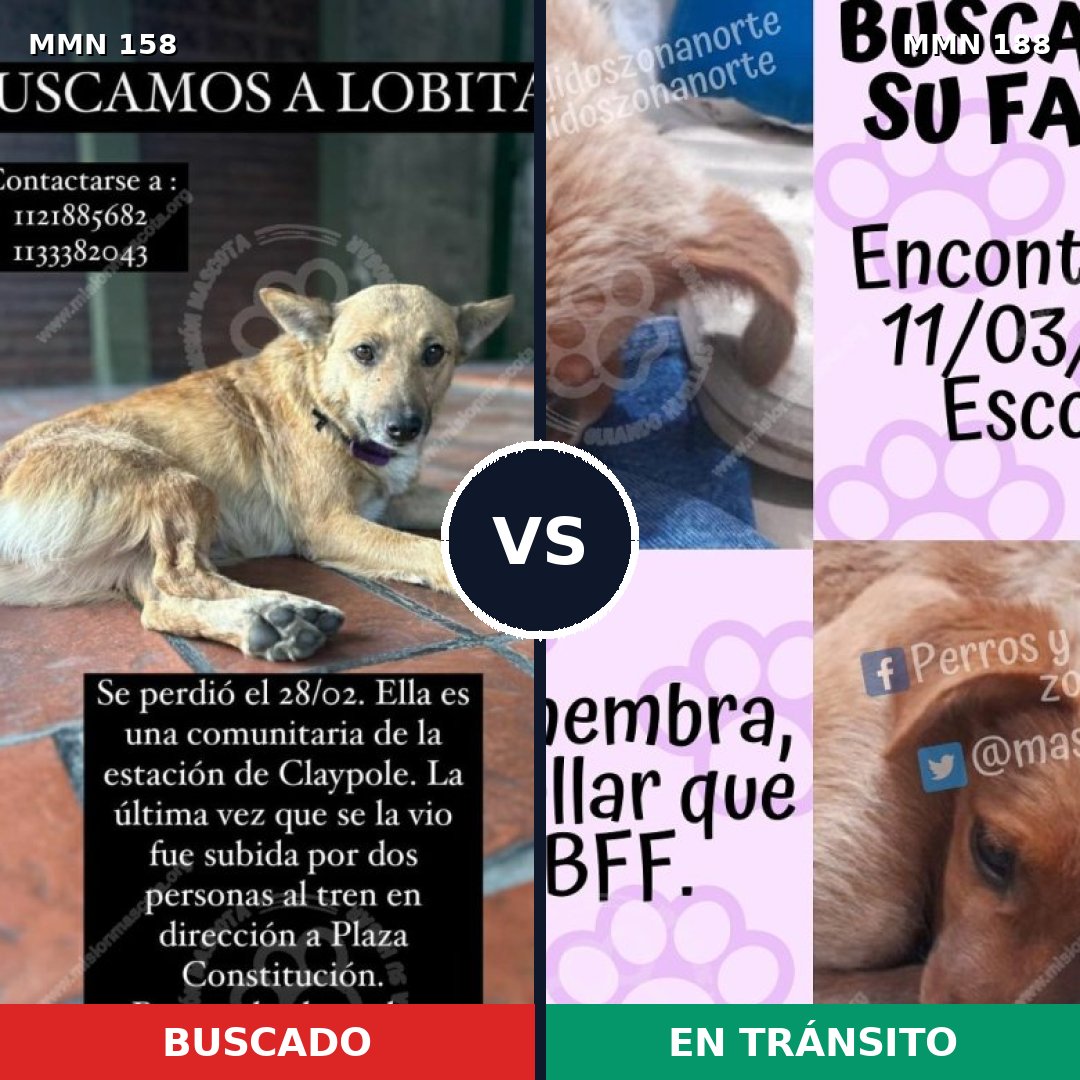 Comparativa MMS 10955: mascota perdida y mascota encontrada, 32% de similitud