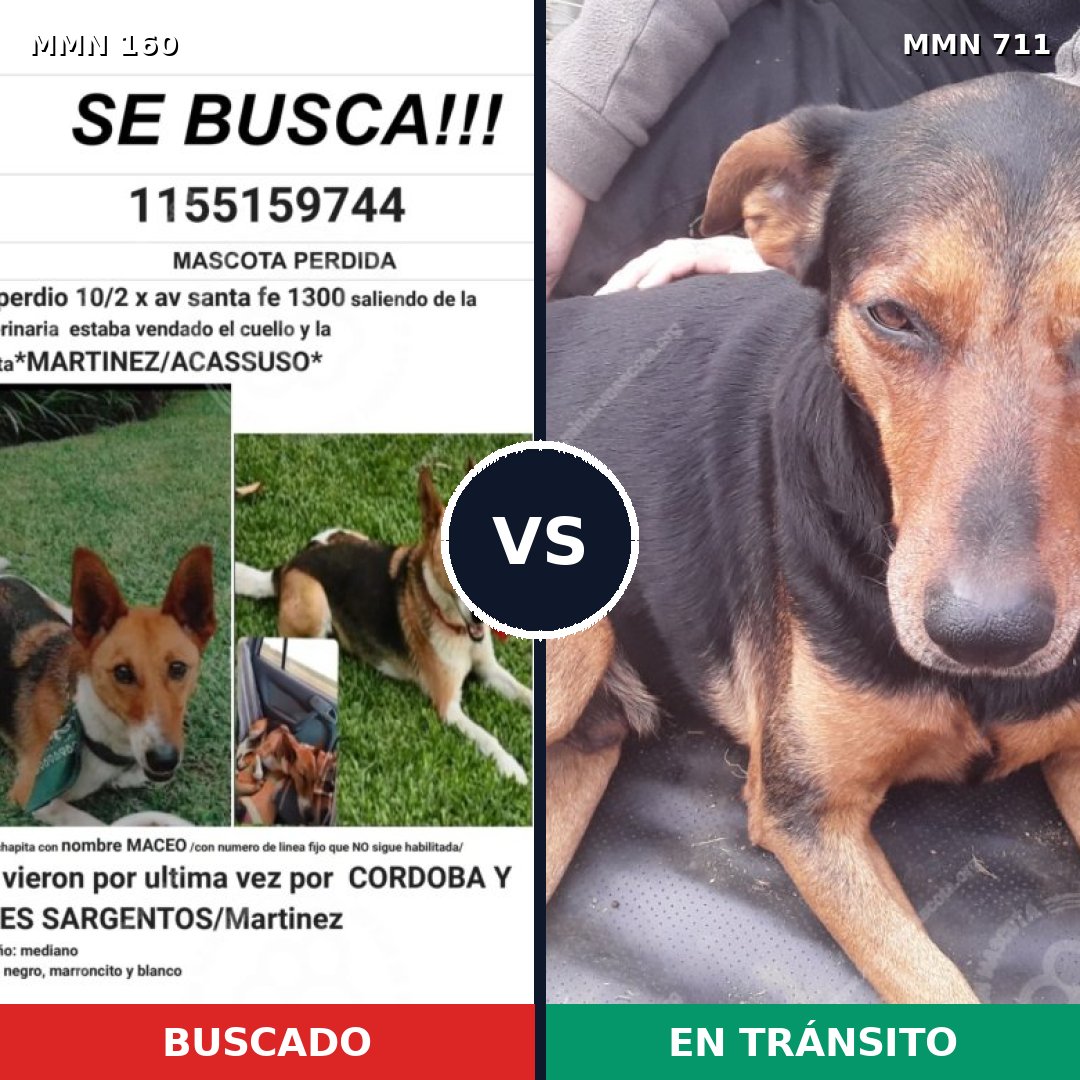 Comparativa MMS 10956: mascota perdida y mascota encontrada, 31% de similitud