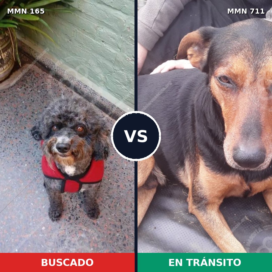 Comparativa MMS 10957: mascota perdida y mascota encontrada, 13% de similitud