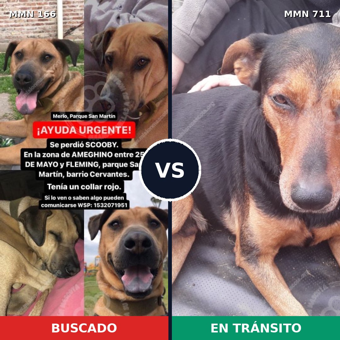 Comparativa MMS 10958: mascota perdida y mascota encontrada, 62% de similitud