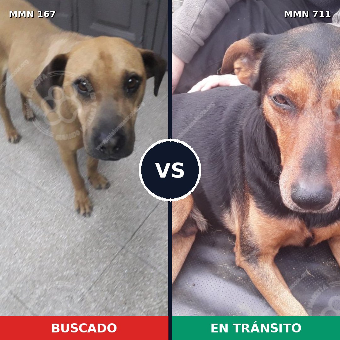 Comparativa MMS 10959: mascota perdida y mascota encontrada, 61% de similitud