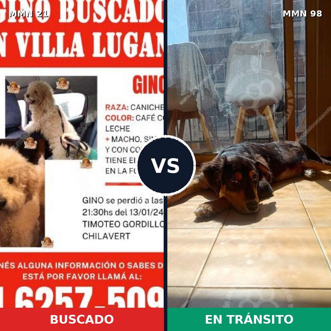 Comparativa MMS 1096: mascota perdida y mascota encontrada, 27% de similitud