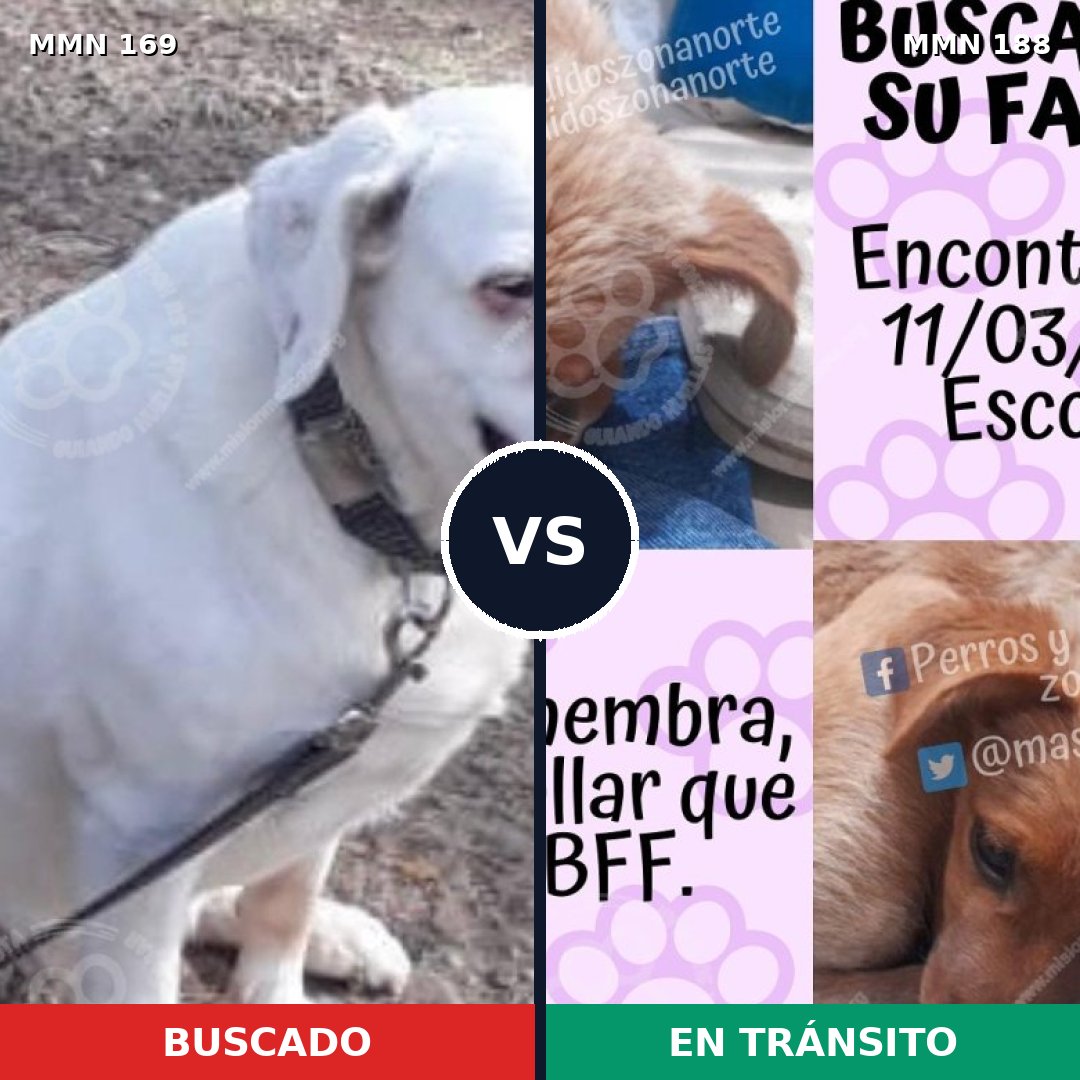 Comparativa MMS 10961: mascota perdida y mascota encontrada, 48% de similitud