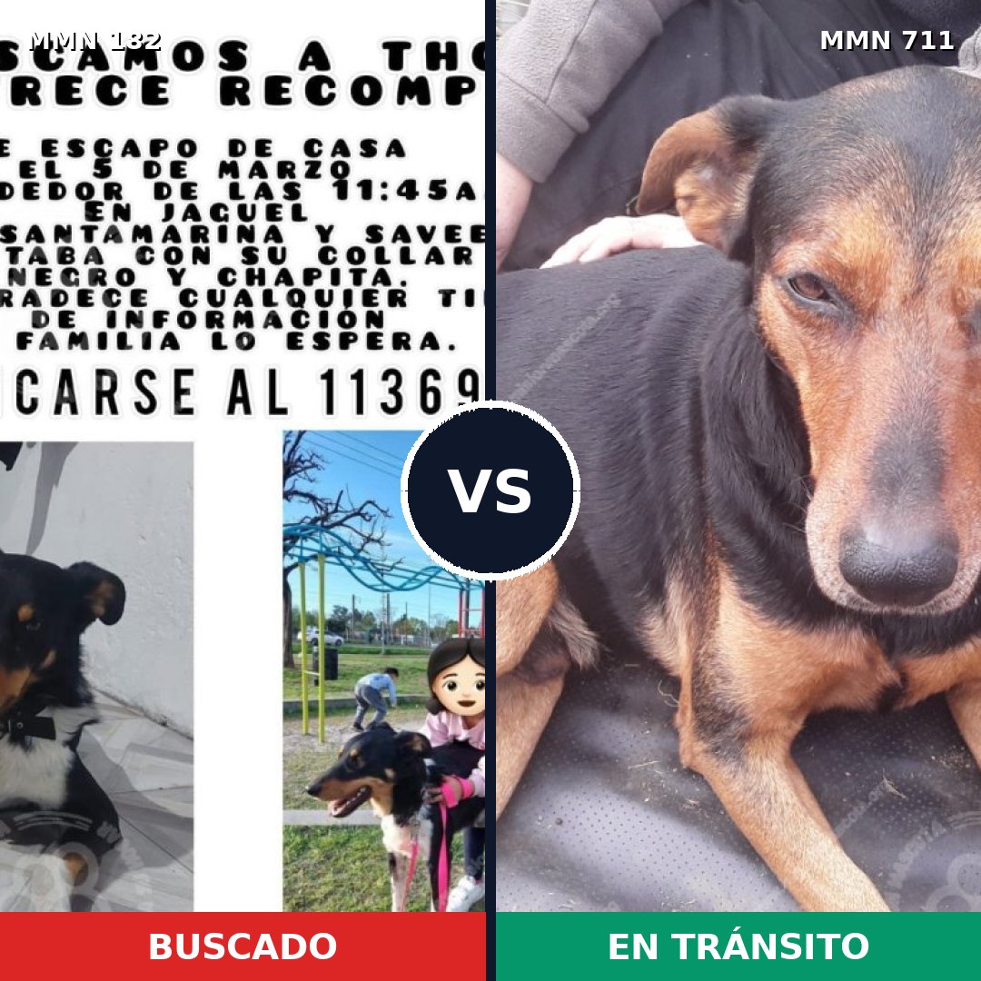 Comparativa MMS 10963: mascota perdida y mascota encontrada, 15% de similitud