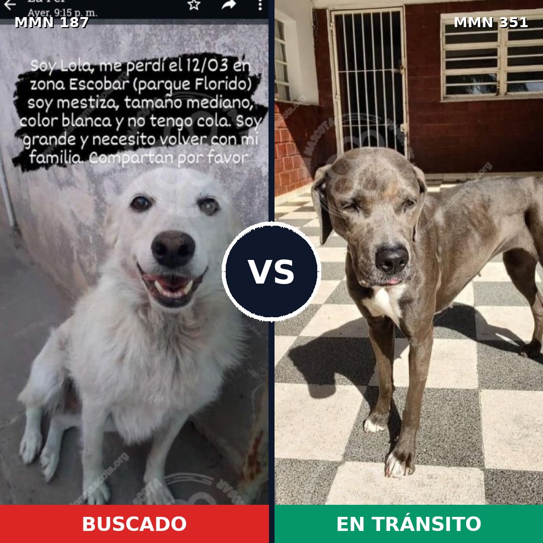 Comparativa MMS 10964: mascota perdida y mascota encontrada, 63% de similitud
