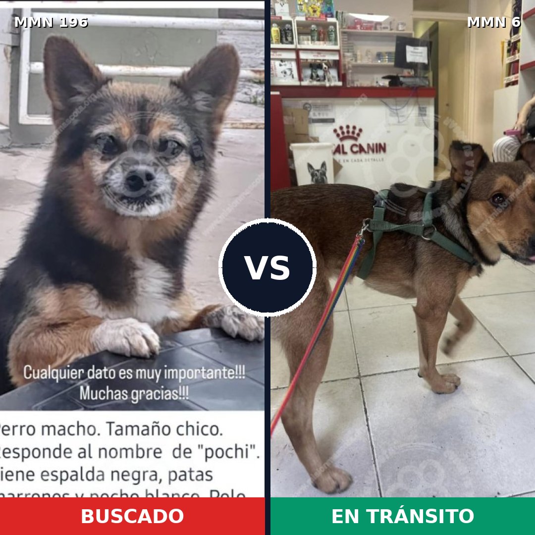 Comparativa MMS 10966: mascota perdida y mascota encontrada, 14% de similitud