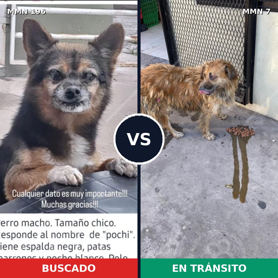 Comparativa MMS 10967: mascota perdida y mascota encontrada, 13% de similitud