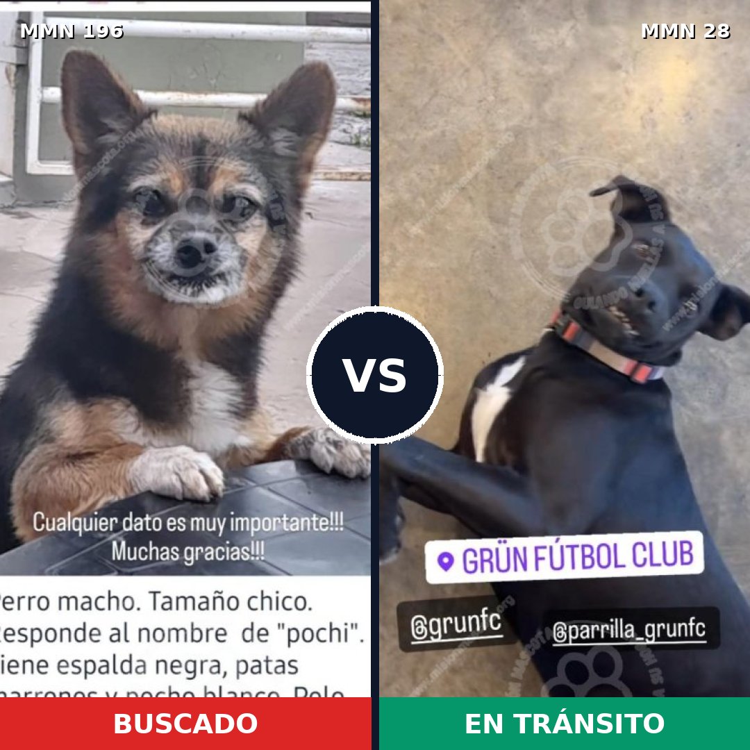 Comparativa MMS 10968: mascota perdida y mascota encontrada, 21% de similitud