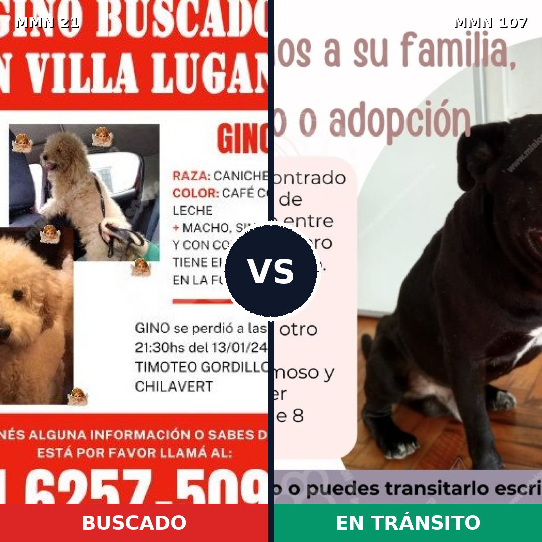 Comparativa MMS 1097: mascota perdida y mascota encontrada, 31% de similitud