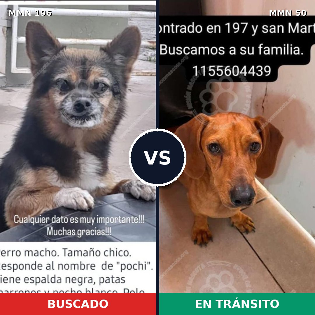 Comparativa MMS 10971: mascota perdida y mascota encontrada, 49% de similitud