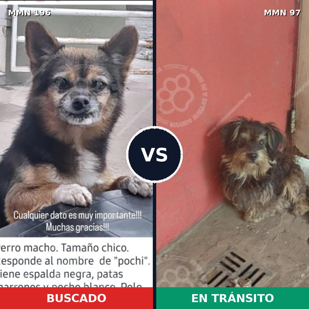 Comparativa MMS 10973: mascota perdida y mascota encontrada, 68% de similitud