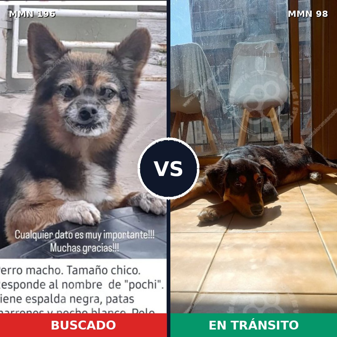 Comparativa MMS 10974: mascota perdida y mascota encontrada, 21% de similitud