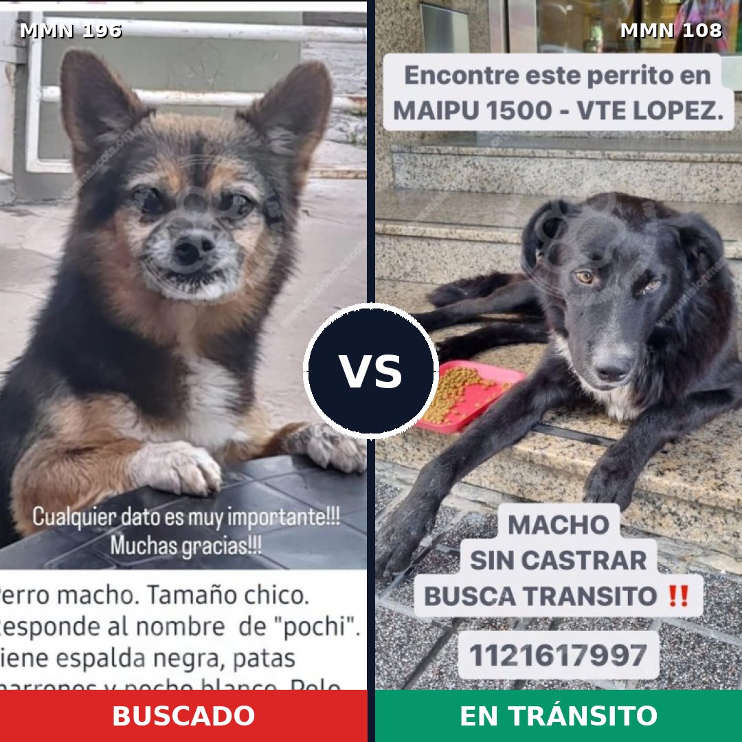 Comparativa MMS 10976: mascota perdida y mascota encontrada, 15% de similitud