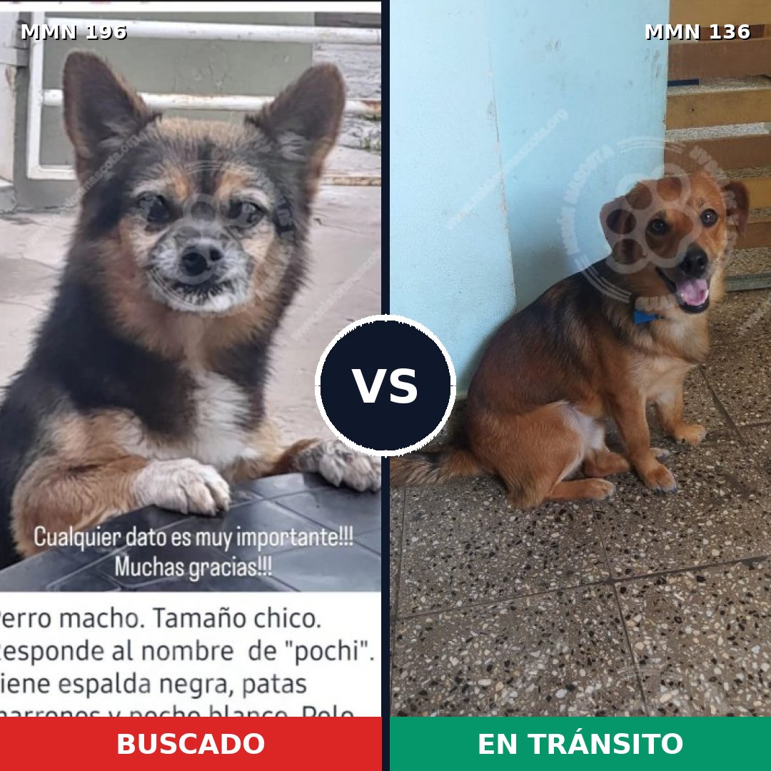 Comparativa MMS 10979: mascota perdida y mascota encontrada, 6% de similitud