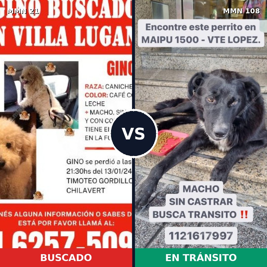 Comparativa MMS 1098: mascota perdida y mascota encontrada, 32% de similitud