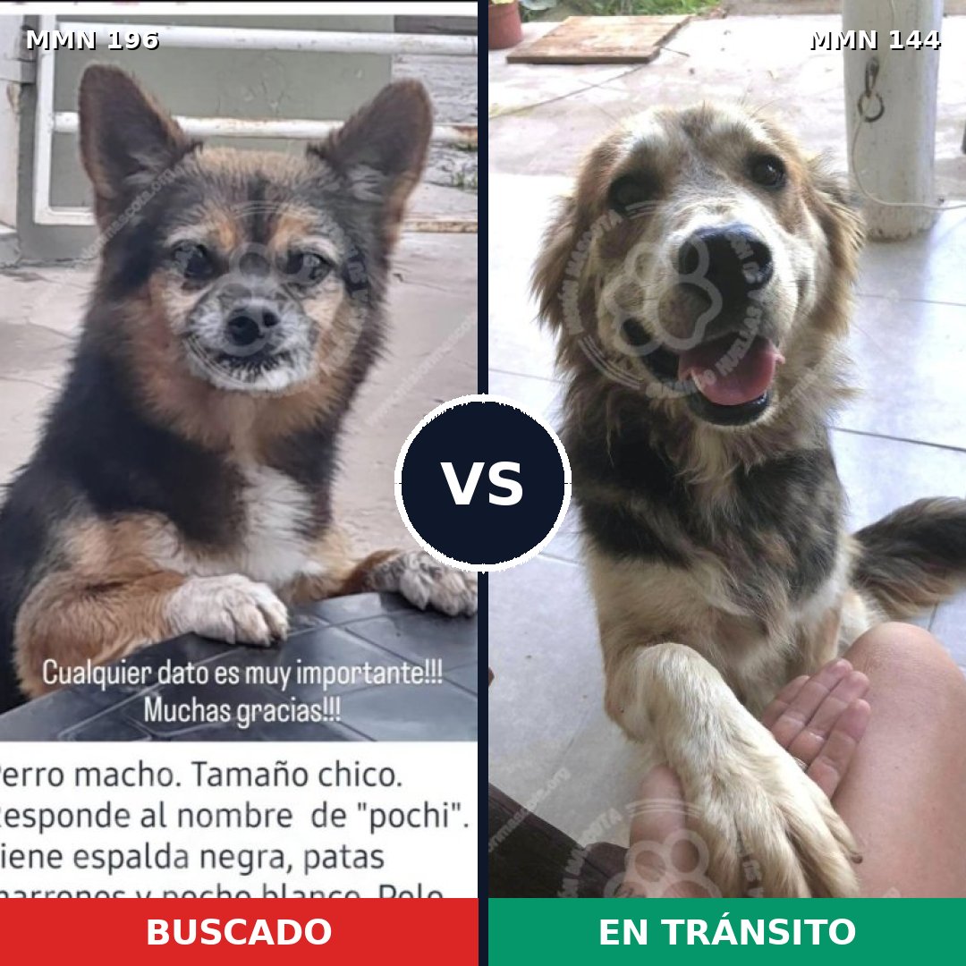 Comparativa MMS 10980: mascota perdida y mascota encontrada, 6% de similitud