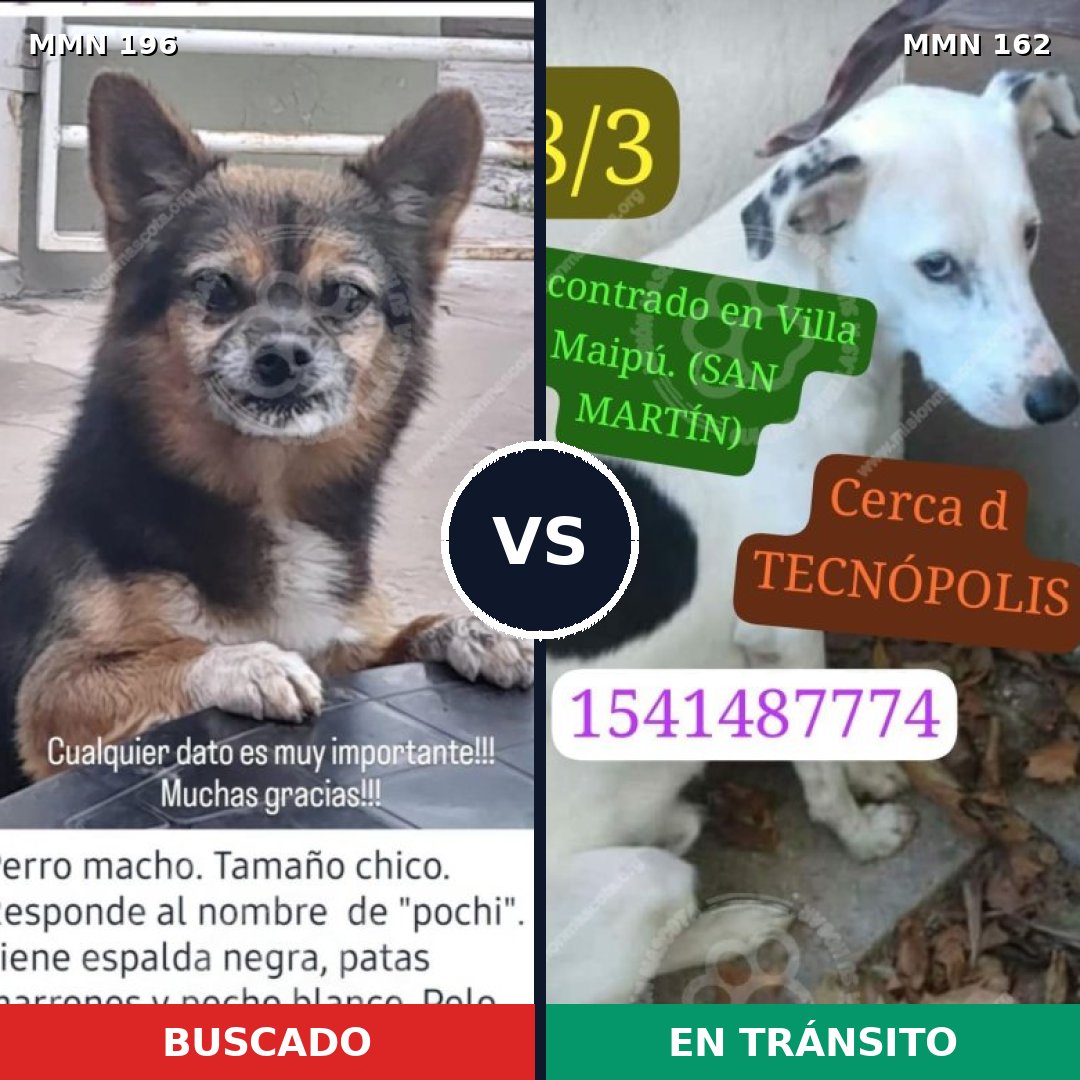 Comparativa MMS 10983: mascota perdida y mascota encontrada, 21% de similitud