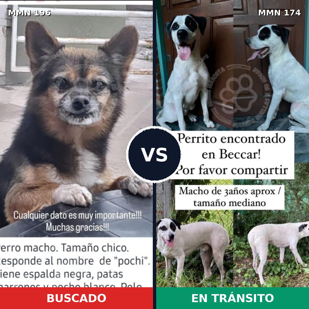 Comparativa MMS 10984: mascota perdida y mascota encontrada, 21% de similitud