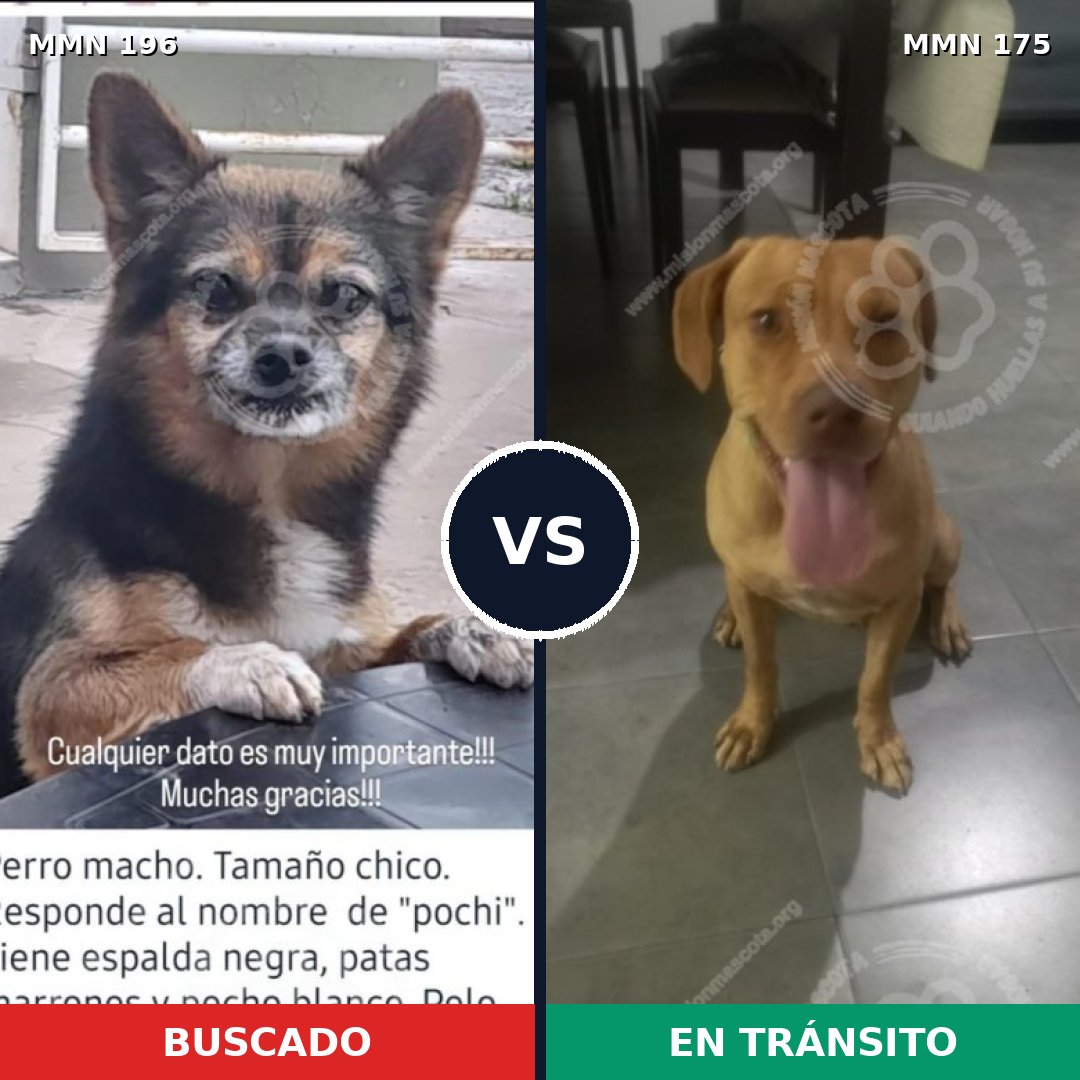 Comparativa MMS 10985: mascota perdida y mascota encontrada, 14% de similitud