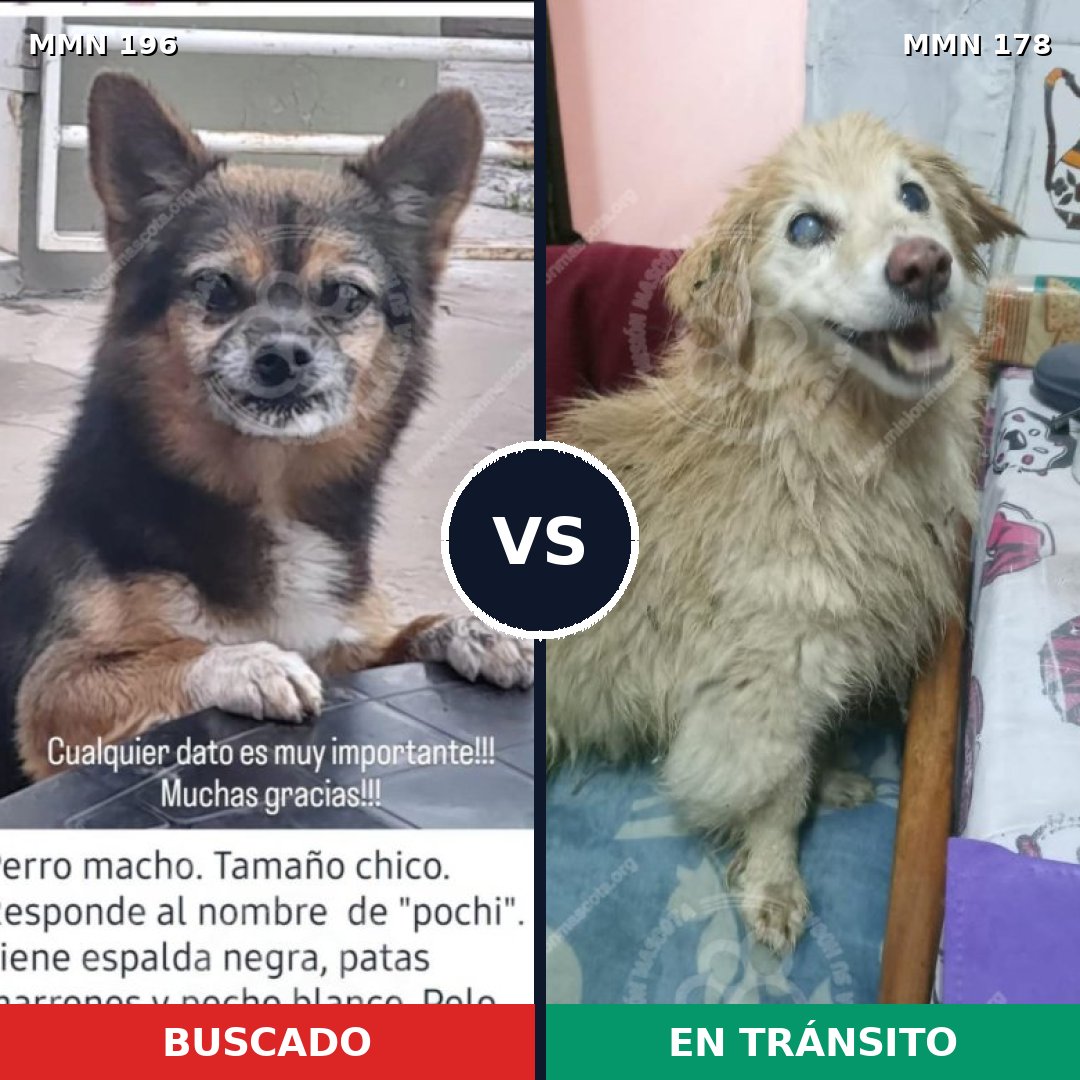 Comparativa MMS 10986: mascota perdida y mascota encontrada, 12% de similitud