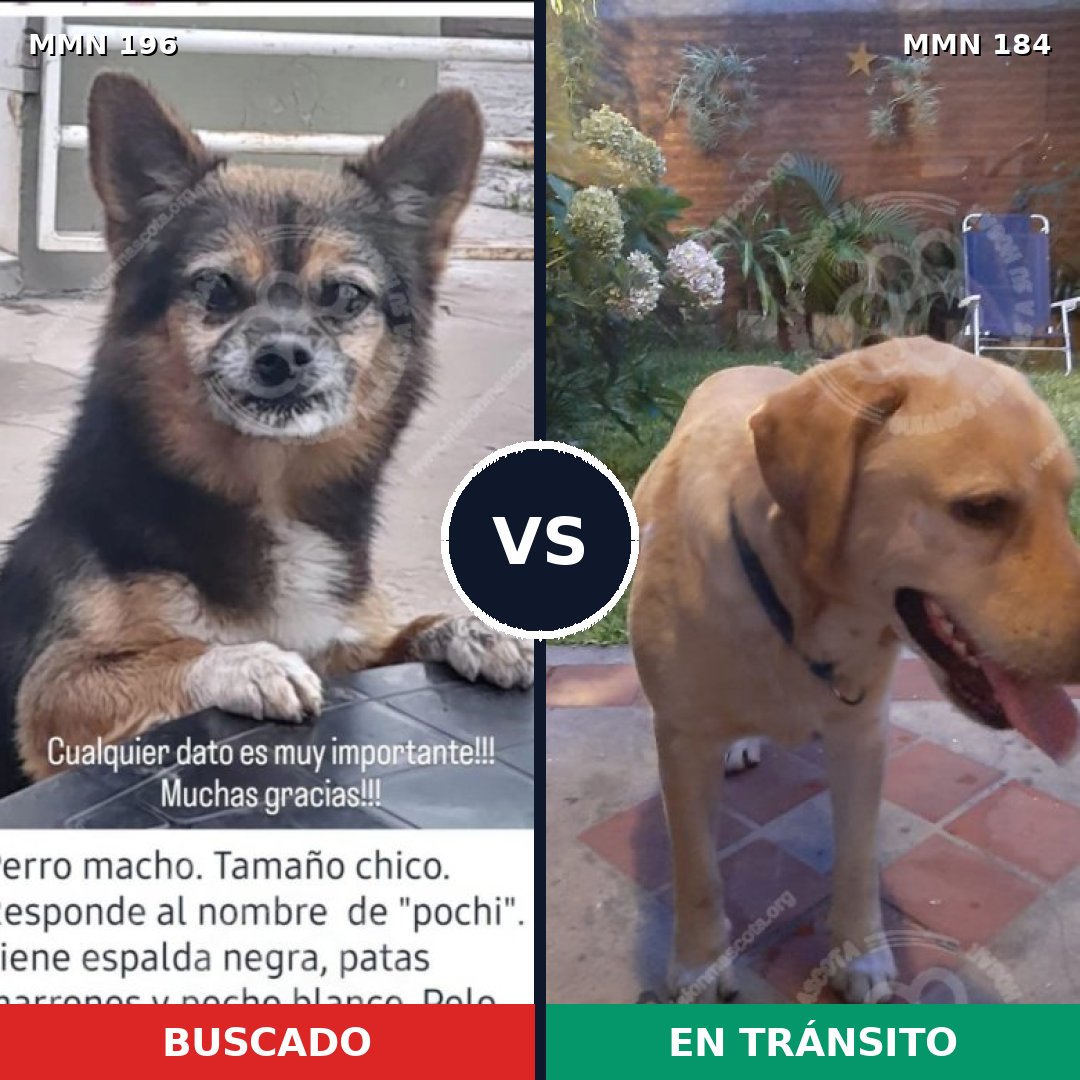 Comparativa MMS 10987: mascota perdida y mascota encontrada, 26% de similitud