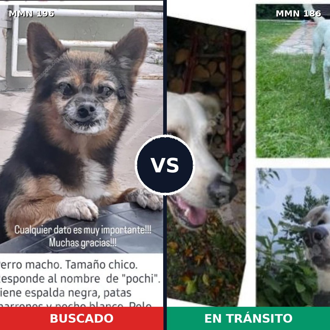 Comparativa MMS 10988: mascota perdida y mascota encontrada, 45% de similitud